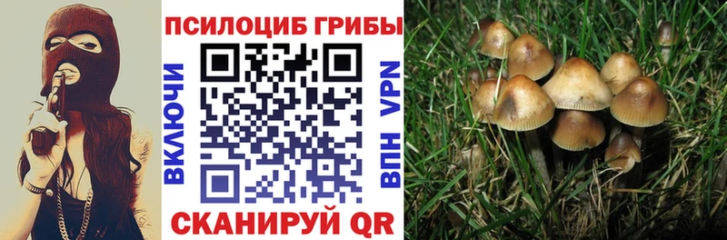 Псилоцибиновые грибы Psilocybine cubensis  Истра 